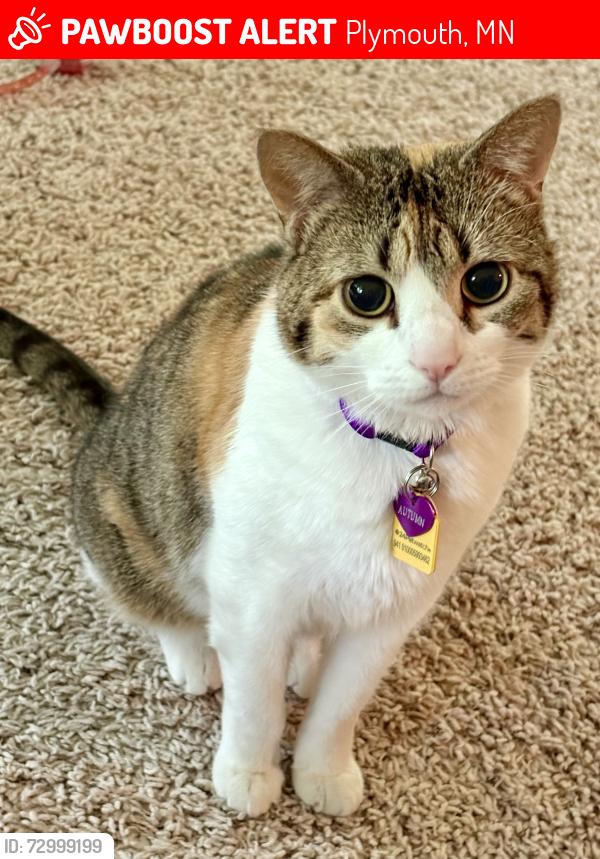 Lost Female Cat last seen Chelsea Woods Neighborhood , Plymouth, MN 55447