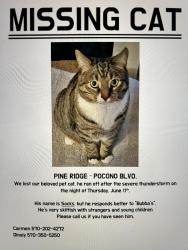 Lost Male Cat last seen Pocono Boulevard, Bushkill, PA 18324