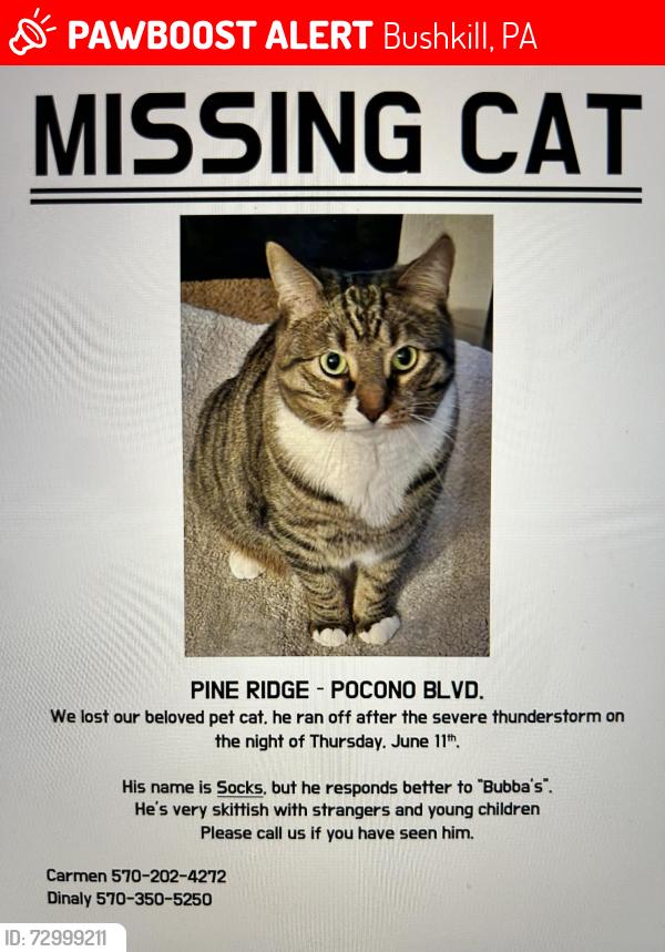Lost Male Cat last seen Pocono Boulevard, Bushkill, PA 18324