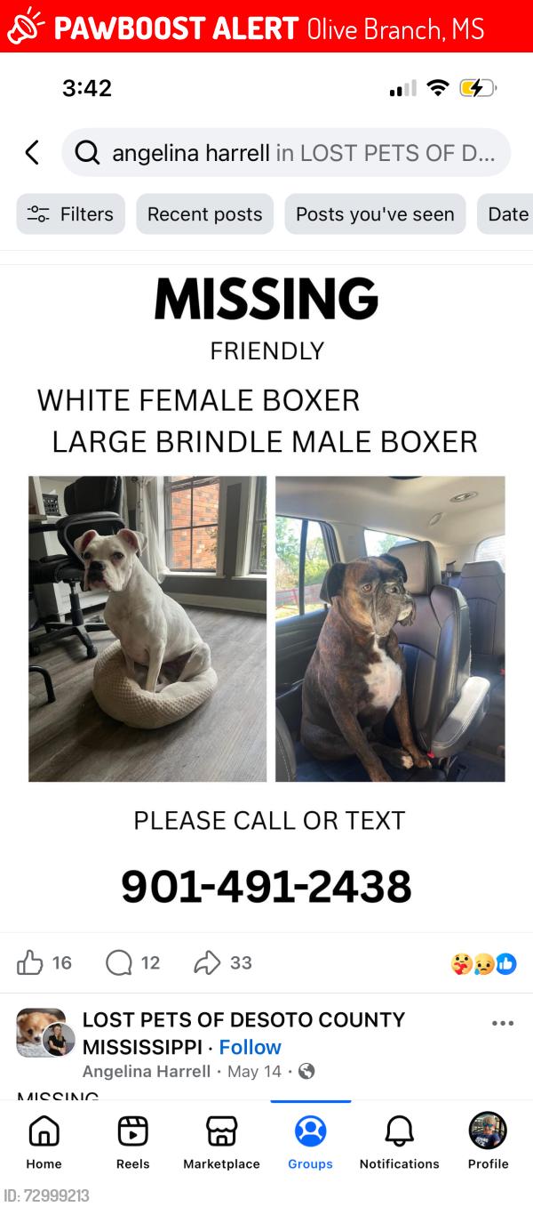 Lost Male Dog last seen Malone and Duvall, Olive Branch, MS 38654