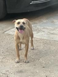 Found/Stray Female Dog last seen Near Ashland 3302, Memphis, TN 38127