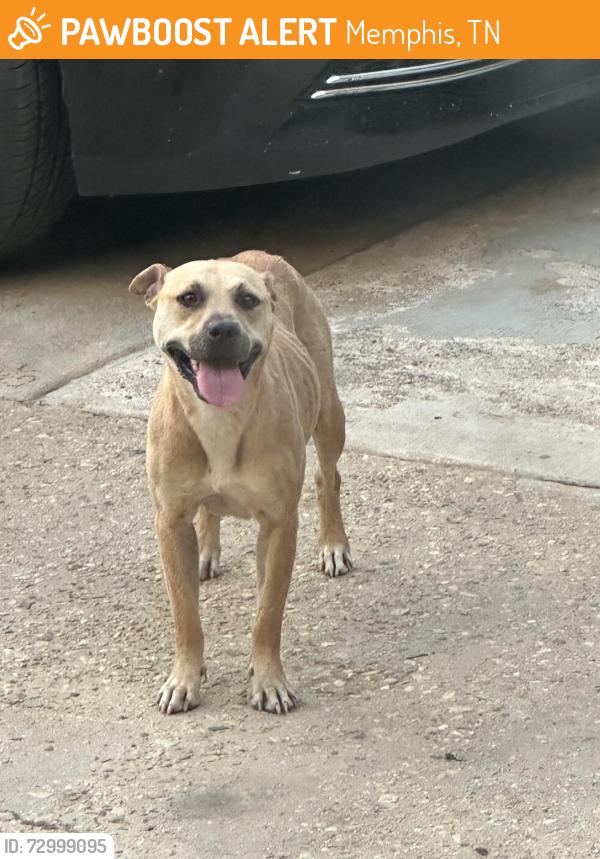 Found/Stray Female Dog last seen Near Ashland 3302, Memphis, TN 38127
