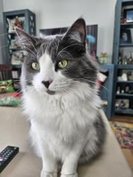 Lost Male Cat last seen Carleton Drive and College Acres Drive, Wilmington, NC 28403