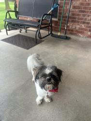 Found/Stray Male Dog last seen Near 9100 d. Western, Oklahoma City, OK 73170