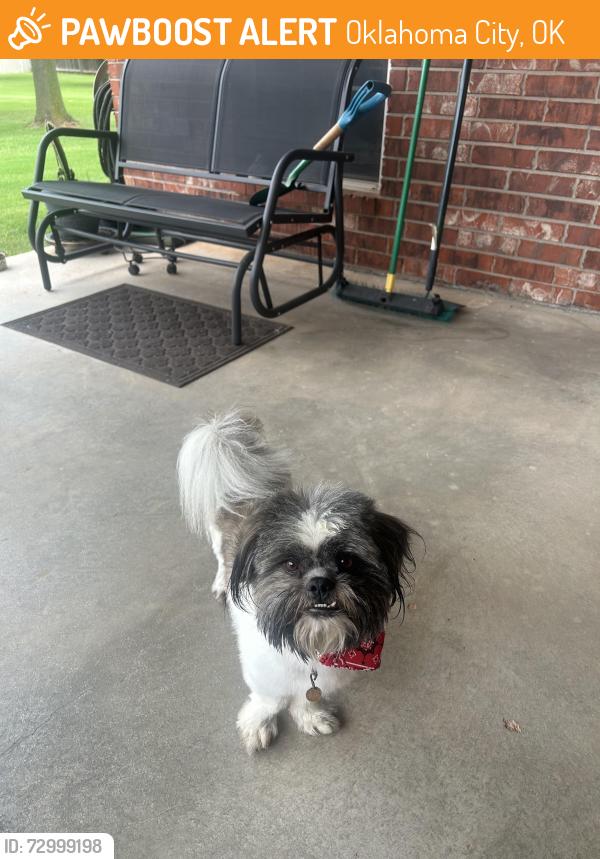 Found/Stray Male Dog last seen Near 9100 d. Western, Oklahoma City, OK 73170