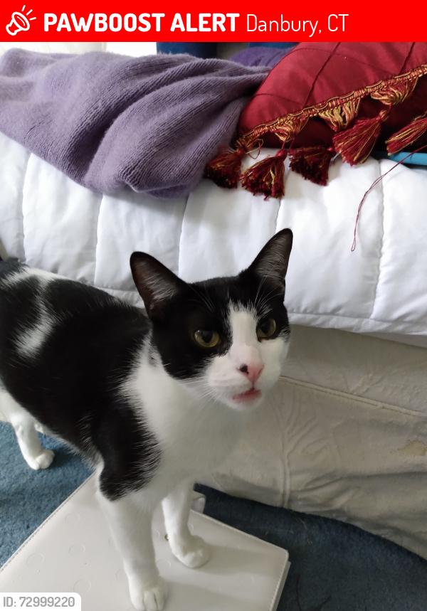 Lost Female Cat last seen Southgate cndmniums , Danbury, CT 06810
