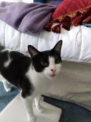 Lost Female Cat last seen Southgate cndmniums , Danbury, CT 06810