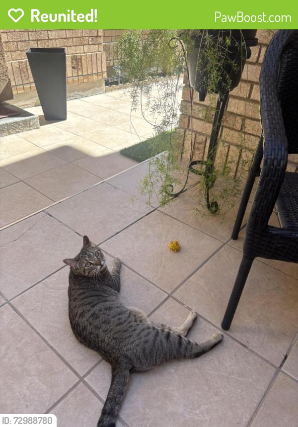 Reunited Female Cat last seen Near south between 900 and 1000 east, Millcreek, UT 84117