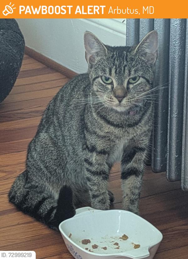 Found/Stray Unknown Cat last seen Poplar Ave and East Dr, Arbutus, MD 21227