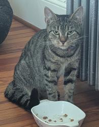 Found/Stray Unknown Cat last seen Poplar Ave and East Dr, Arbutus, MD 21227