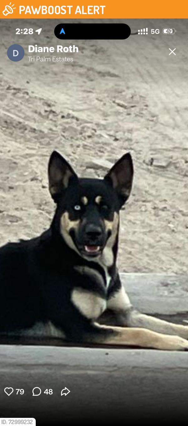 Found/Stray Unknown Dog last seen Near wells fargo, Thousand Palms, CA 92276