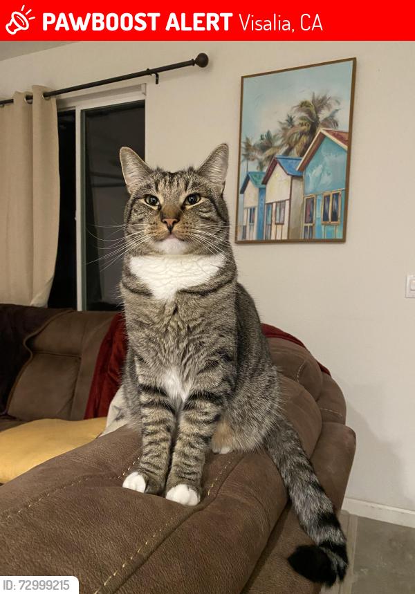 Lost Male Cat last seen S Belmont Drive, Visalia, CA 93292