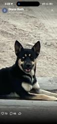 Found/Stray Unknown Dog last seen Near wells fargo, Thousand Palms, CA 92276