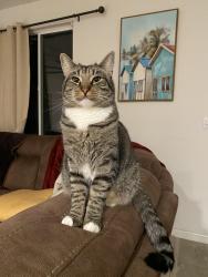 Lost Male Cat last seen S Belmont Drive, Visalia, CA 93292