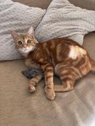 Lost Male Cat last seen Courtyard by Marriott Sandy Park, Devon, England EX2