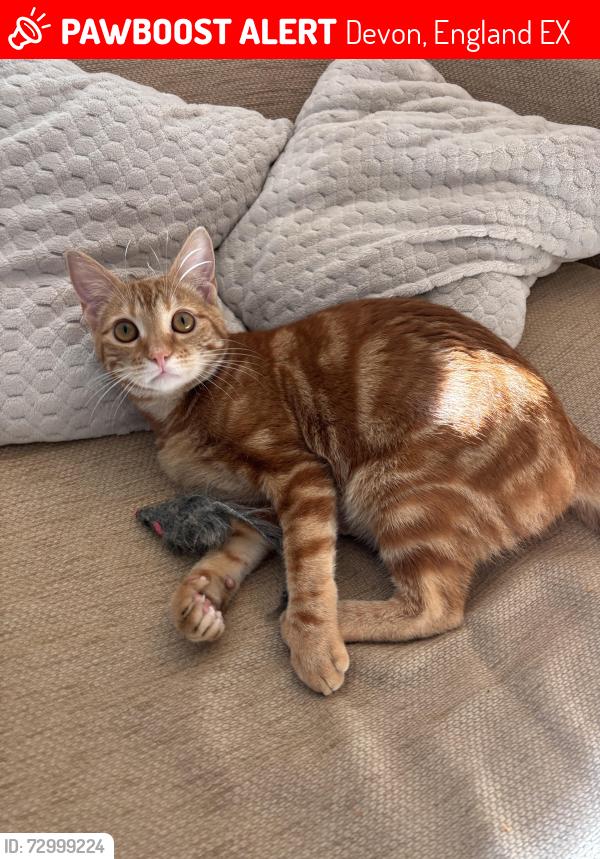 Lost Male Cat last seen Courtyard by Marriott Sandy Park, Devon, England EX2