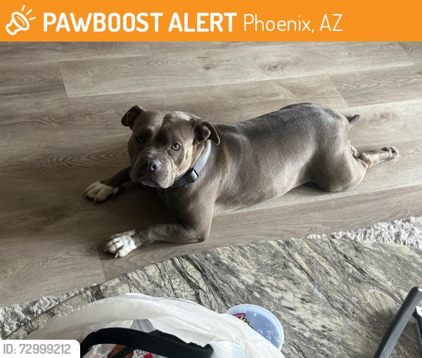 Found/Stray Female Dog last seen 27th ave & broadway, Phoenix, AZ 85041