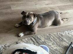 Found/Stray Female Dog last seen 27th ave & broadway, Phoenix, AZ 85041