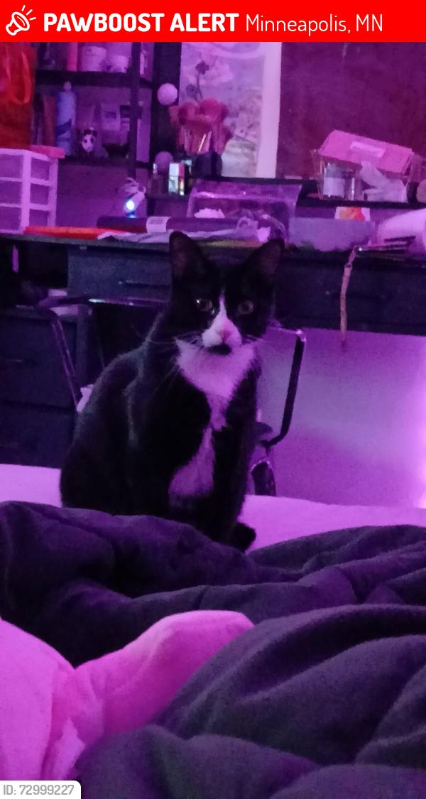 Lost Female Cat last seen Near 68th ave ne Fridley, Minneapolis, MN 55432