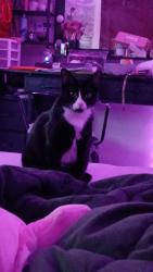 Lost Female Cat last seen Near 68th ave ne Fridley, Minneapolis, MN 55432
