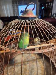 Found/Stray Unknown Bird last seen Stop 11 & Sherman, Indianapolis, IN 46227