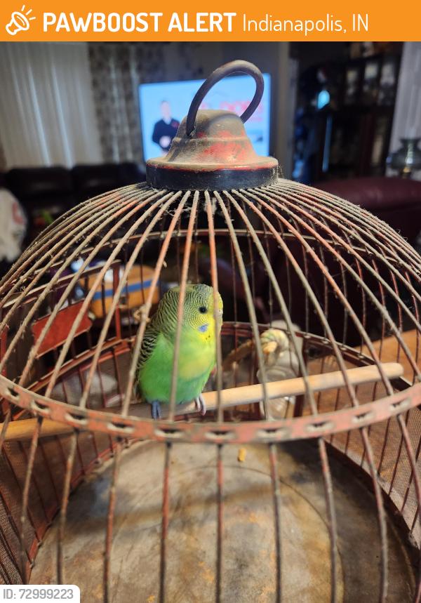 Found/Stray Unknown Bird last seen Stop 11 & Sherman, Indianapolis, IN 46227
