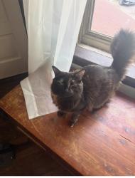 Reunited Female Cat last seen Cullom and Whipple, Chicago, IL 60618