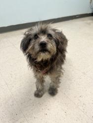 Shelter Stray Female Dog last seen , Gulfport, MS, 2615 25th Ave, Gulfport, MS 39501, USA