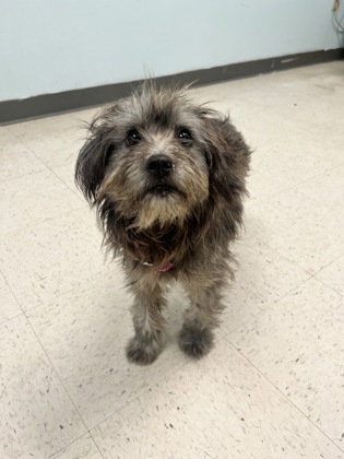 Shelter Stray Female Dog last seen , Gulfport, MS, 2615 25th Ave, Gulfport, MS 39501, USA