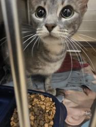 Shelter Stray Female Cat last seen Near Mars dr, Cedar Hill, TX, 1150 E Pleasant Run Rd, Cedar Hill, TX 75104, USA