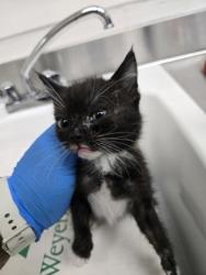 Shelter Stray Male Cat last seen 27th Ave and International, Oakland, CA, 1101 29th Ave, Oakland, CA 94601, USA