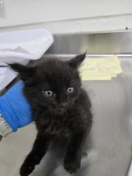 Shelter Stray Male Cat last seen Dumped in OAS front parking lot this morning, Oakland, , 1101 29th Ave, Oakland, CA 94601, USA