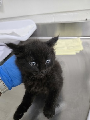 Shelter Stray Male Cat last seen Dumped in OAS front parking lot this morning, Oakland, , 1101 29th Ave, Oakland, CA 94601, USA