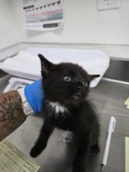 Shelter Stray Male Cat last seen Dumped in OAS front parking lot this morning, Oakland, , 1101 29th Ave, Oakland, CA 94601, USA