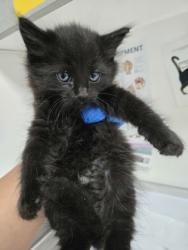 Shelter Stray Male Cat last seen Dumped in OAS front parking lot this morning, Oakland, , 1101 29th Ave, Oakland, CA 94601, USA