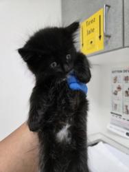 Shelter Stray Female Cat last seen Dumped in OAS front parking lot this morning, Oakland, , 1101 29th Ave, Oakland, CA 94601, USA
