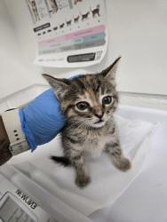 Shelter Stray Female Cat last seen by Fruitvale BART station, Oakland, CA, 1101 29th Ave, Oakland, CA 94601, USA