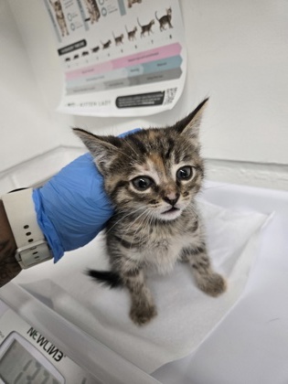 Shelter Stray Female Cat last seen by Fruitvale BART station, Oakland, CA, 1101 29th Ave, Oakland, CA 94601, USA