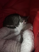 Shelter Stray Male Cat last seen Near North Craven Street, New Bern City Limits, NC, 1639 Old Airport Rd, New Bern, NC 28562, USA