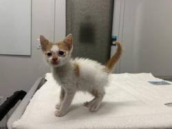 Shelter Stray Female Cat last seen E 110th & Wabash, KCMO, 64114, 64131, MO, 7077 Elmwood Ave, Kansas City, MO 64132, USA