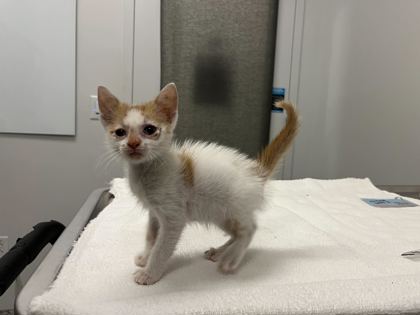 Shelter Stray Female Cat last seen E 110th & Wabash, KCMO, 64114, 64131, MO, 7077 Elmwood Ave, Kansas City, MO 64132, USA
