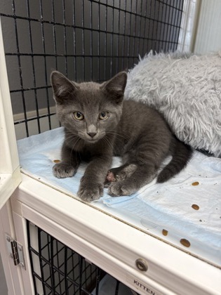Shelter Stray Male Cat last seen city hall, City of Alvarado, TX, 602 S Pkwy Dr, Alvarado, TX 76009, USA