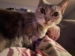 Lost Female Cat last seen Pecan Haven apmt Complex, Nash, TX 75569