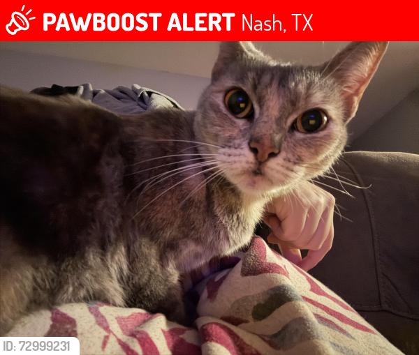 Lost Female Cat last seen Pecan Haven apmt Complex, Nash, TX 75569