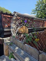 Found/Stray Unknown Cat last seen Mt Vernon St, Skyline Dr, Lemon Grove, CA 91945