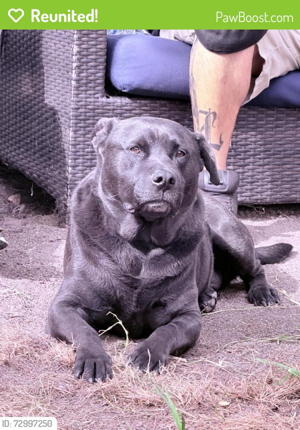 Reunited Male Dog last seen Near W 119th St, Inglewood, CA 90304, USA, Inglewood, CA 90304