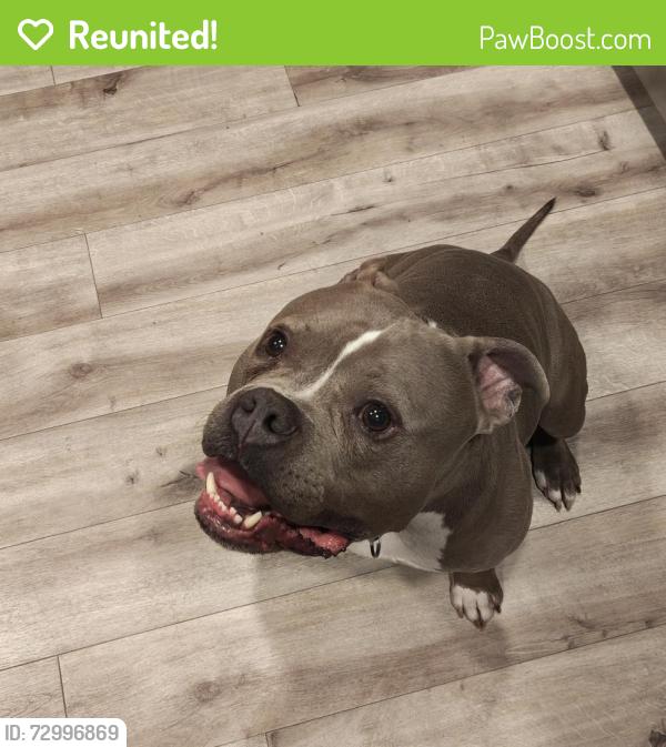 Reunited Male Dog last seen Viewcrest Drive ne , Bremerton, WA 98310