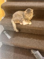 Lost Male Cat last seen N lake Orlando pkwy, Orlando, FL 32808