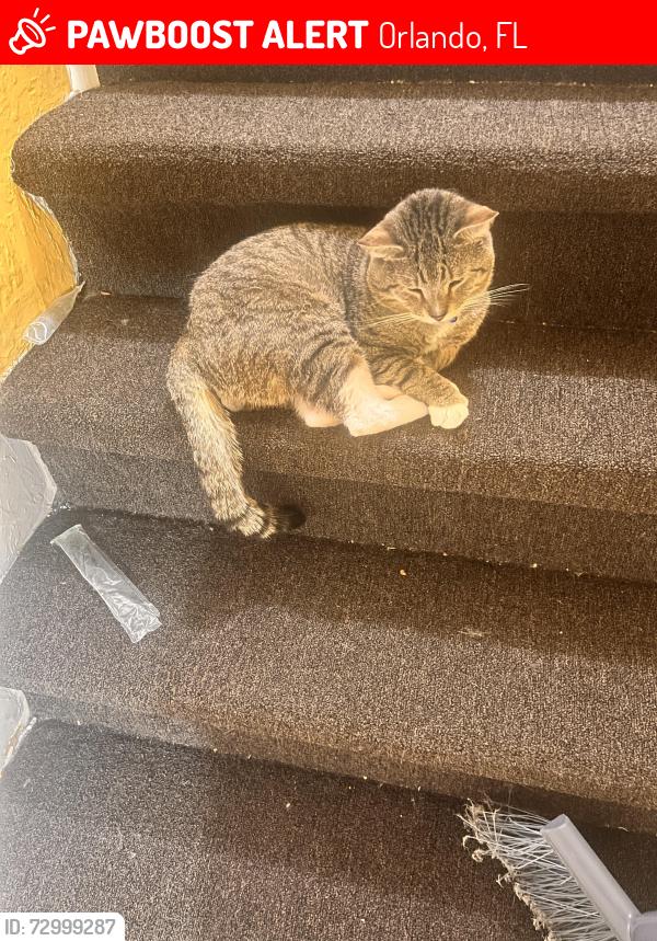 Lost Male Cat last seen N lake Orlando pkwy, Orlando, FL 32808