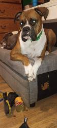 Lost Male Dog last seen Plum ave, Maryland Heights, MO 63074